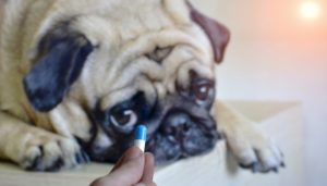 Antibiotic treatment for Lyme Disease in Dogs