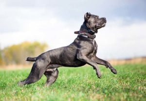 Cane Corso is one of the most manly dog breeds