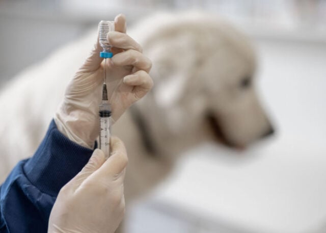 Can You Vaccinate Your Dog At Home Featured Image