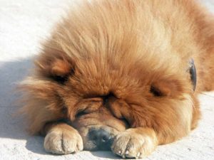 The Chow Chow has a double coat and flat faced, which makes them one of the worst dog breeds for hot weather