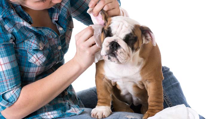 Cleaning dog ears for ear mites Cleaning dog ears for ear mites