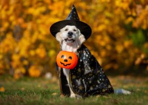 Costume Contests in fall; dog in a halloween witch costume