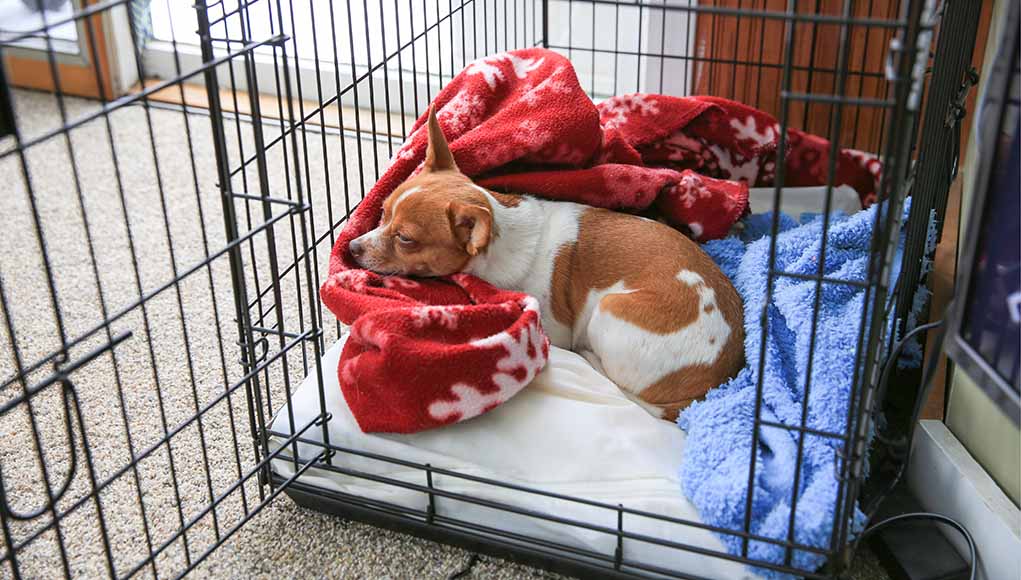 puppy in a crate puppy in a crate