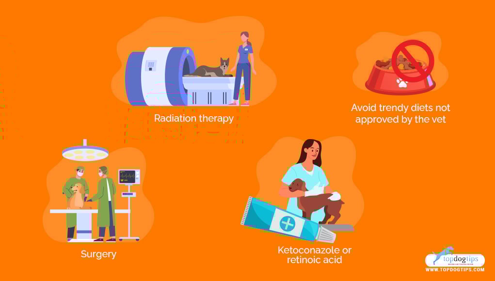 Cushings Disease in Dogs 