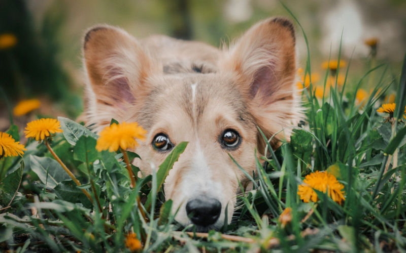 cute mixed breed puppy sitting in grass