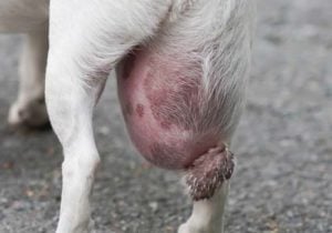 Cyst on a dog picture Cyst on a dog picture - possible reason of bump on a dog's private area