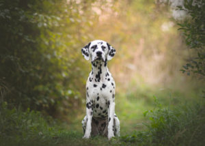 Dalmatian - heat-tolerant dog breed