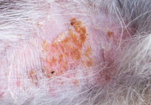 Photo of dermatitis on a dog Dermatitis - possible reason of bump on a dog's private area