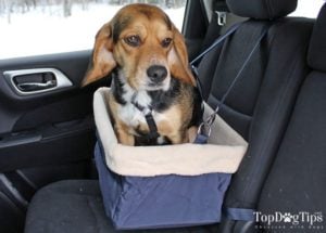 One of the many pet seats being tested by Molly. One of the many pet seats being tested by Molly.