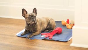 Cooling Mats will prevent overheating in dogs