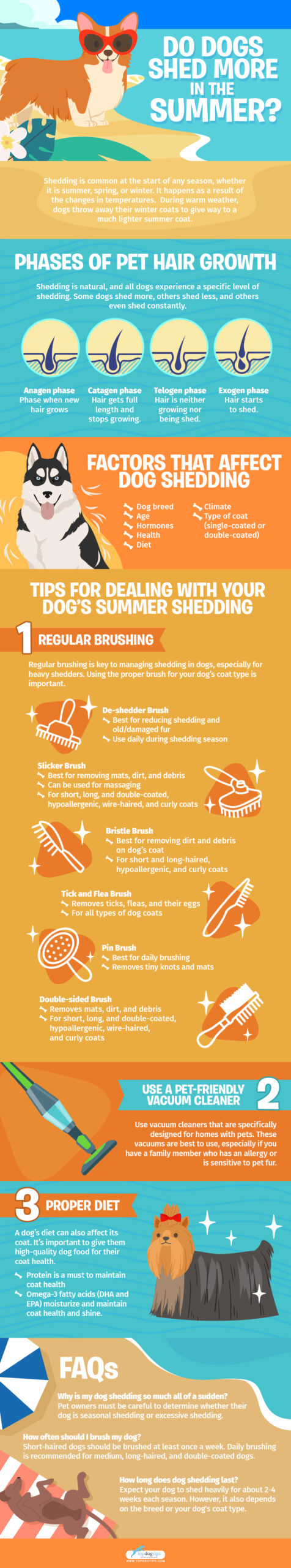 Do Dogs Shed More in the Summer - Infographics