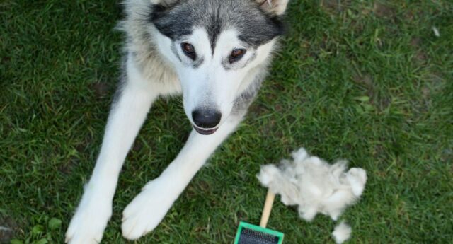 shedding in dogs shedding in dogs