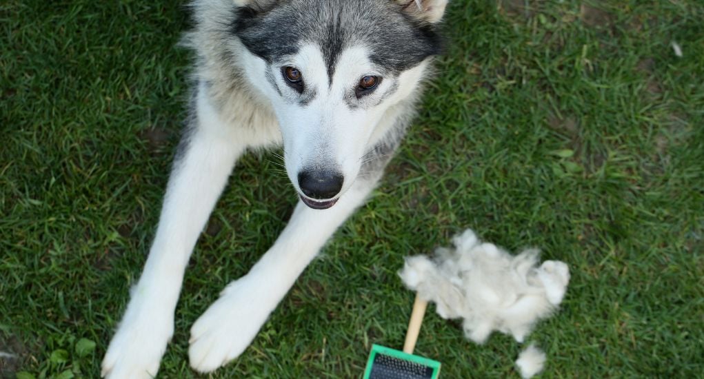 shedding in dogs