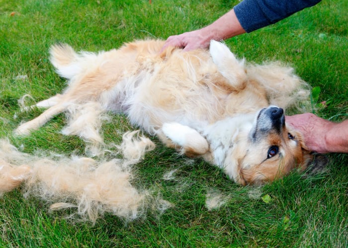 Do dogs shed more in the summer