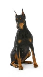 Doberman Pinscher, a Masculine Dog Breed