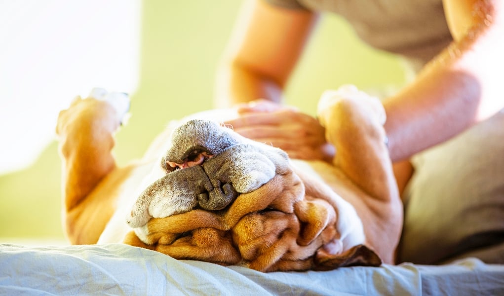 How to examine your dog's stomach for hardness or other abnormalities