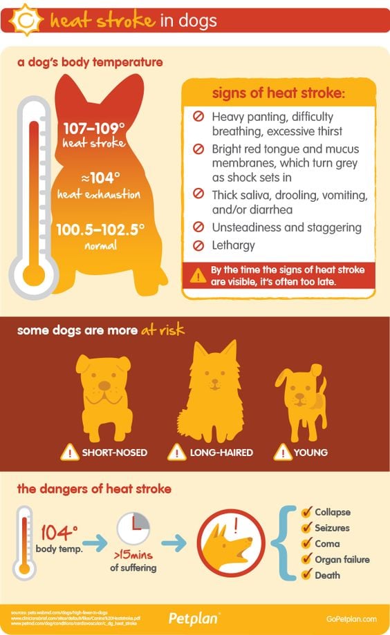 Dog body temperature Dog body temperature