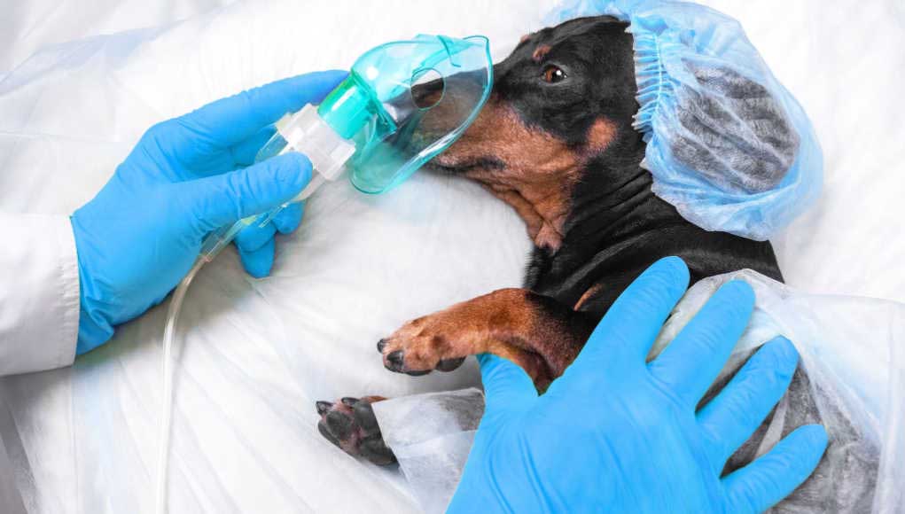 Dog Cancer Treatment