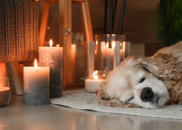 autumn danger for dogs--burning candle