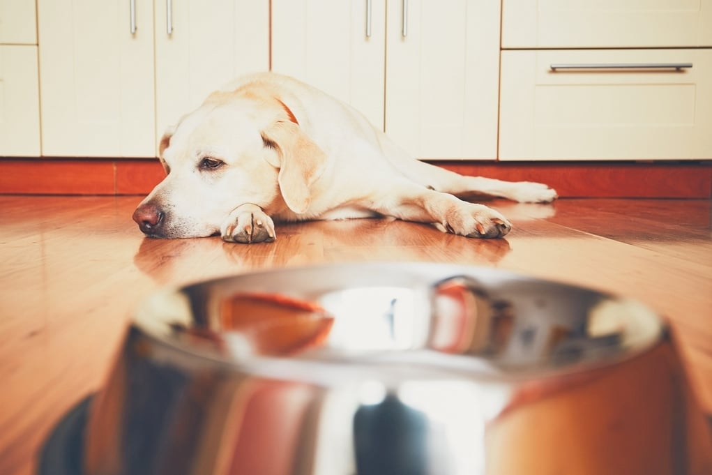 Dog Food for Sensitive Stomachs