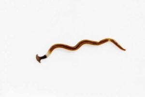 Hookworms can cause bloody diarrhea in Dogs