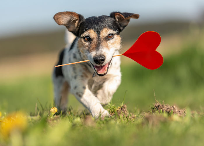 Why Are Dogs So Loyal?