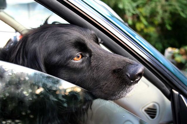 Dog in a Hot Car Featured Image