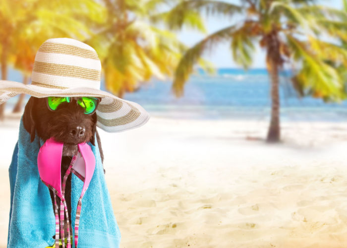 Dog summer clothes and accessories