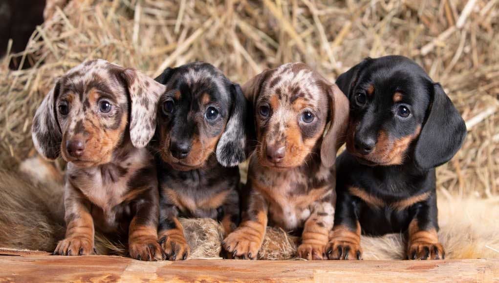 Dog Litter Separation Dog Litter Separation