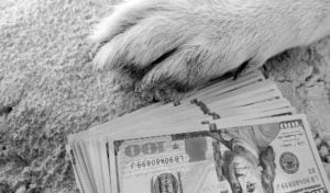 The Cost of Dog Heartworm Treatment is Expensive!