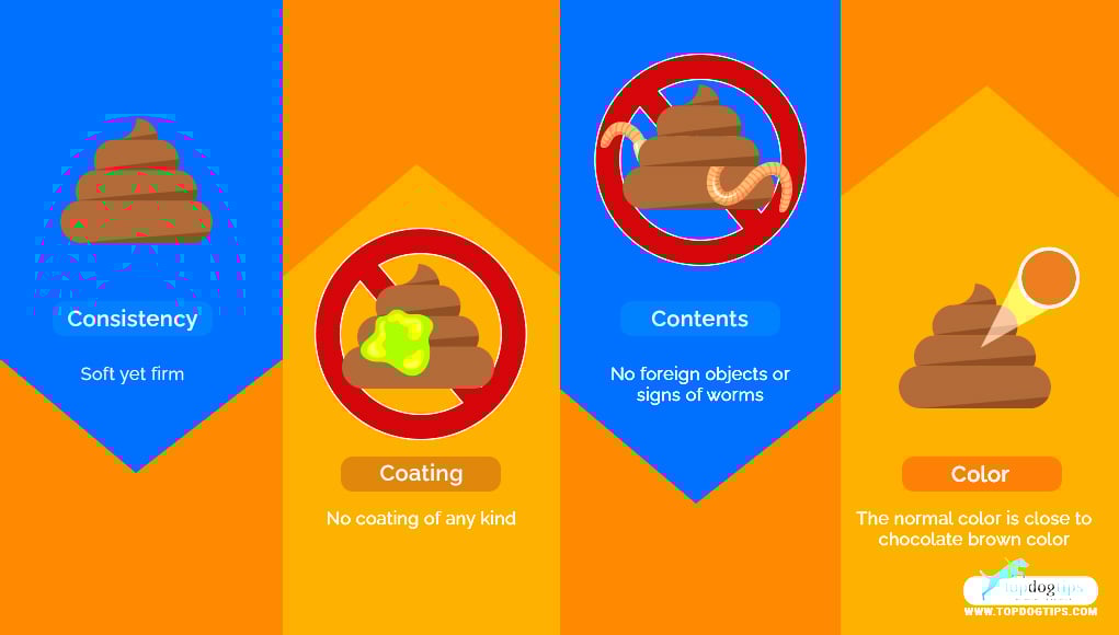 The 4 C's of Dog Poop