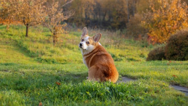 Dog scooting butt Dog scooting butt