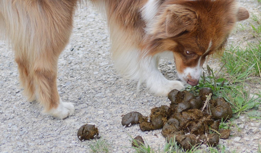 Dog smelling and eating cat poop