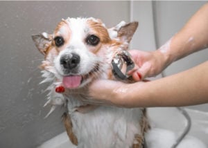 dog taking a bath to prevent vaginitis - dog vulvar dermatitis home remedies