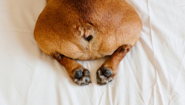 Dog vaginitis top view Dog vaginitis top view