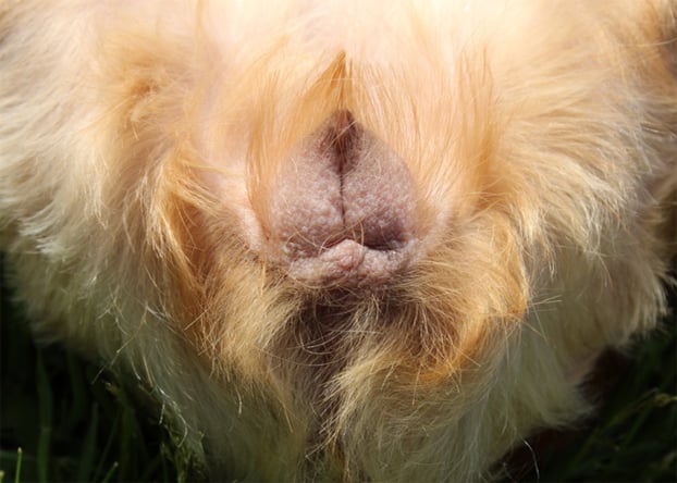 dog vulva infection with vag swollen