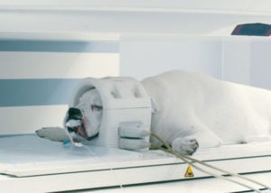 MRI scan to confirm CH in dogs