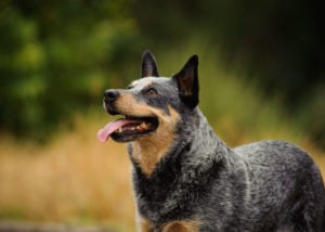 dogs good for hot weather - australian cattle dog