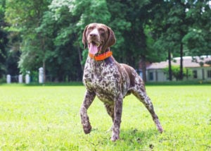 dogs good for hot weather German Shorthaired Pointer