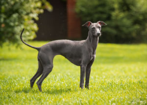 dogs good for hot weather italian greyhound