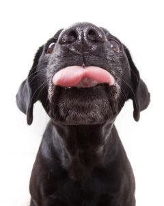 Dogs lick everything Dogs lick everything