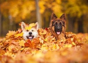 Dogs Love the Fall Season; two dogs dived in a pile of fallen leaves