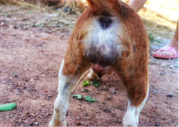 dogs vag swollen with dog vaginitis