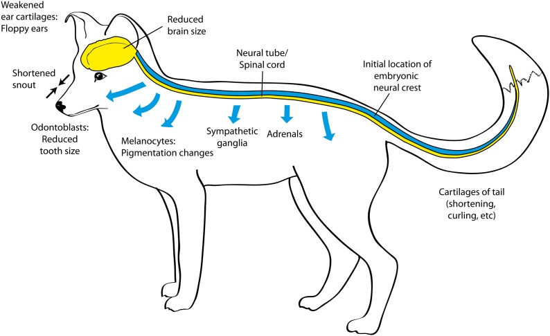 Domestication Syndrome in dogs