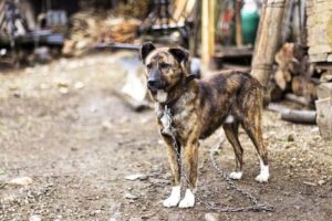 Don’t Leave Your Dog Outside to prevent heatstroke