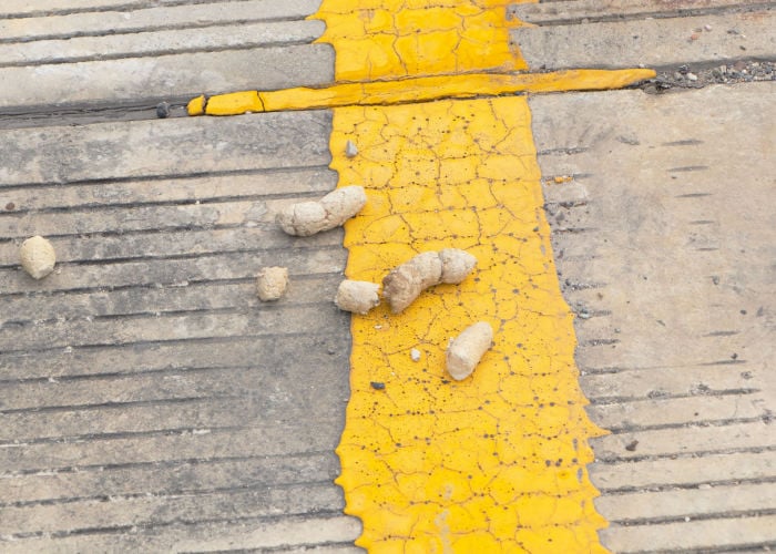 Crumbly and Dry Dog Poop