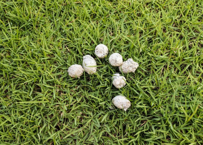 Dry Dog poop on the grass