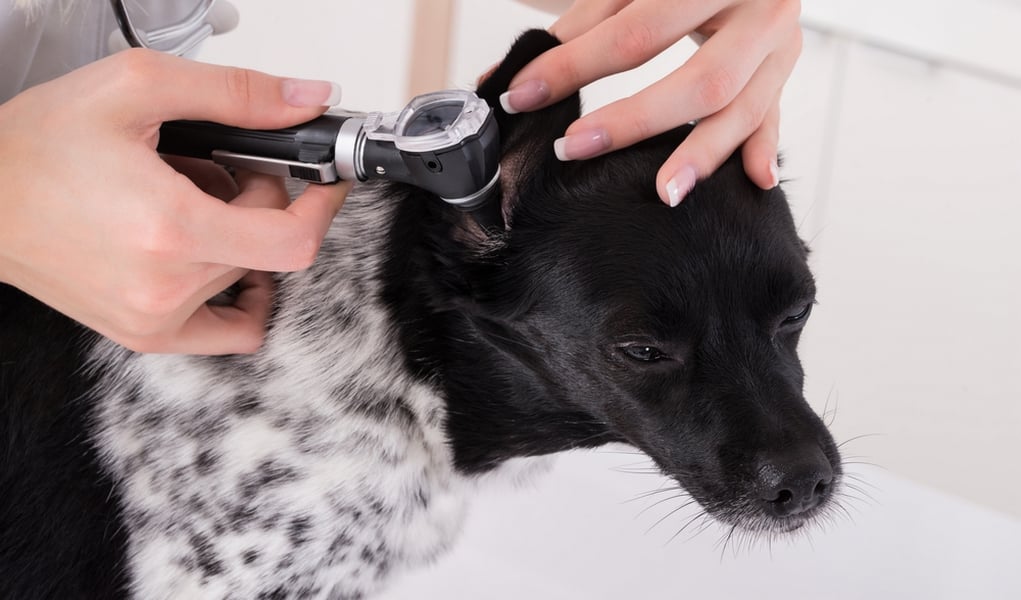 Ear Mites in Dogs Ear Mites in Dogs