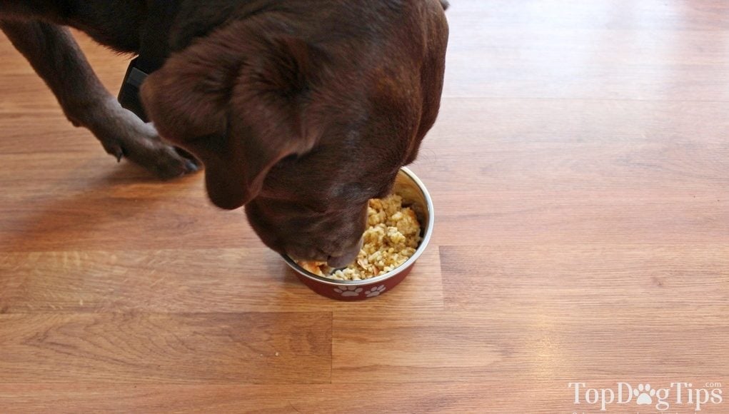 Saddie eating food Saddie eating food