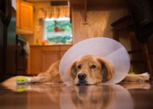Elizabethan collar to prevent licking dog vaginitis - another home remedy to try for vulvar dermatitis